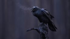 A raven calls out from a charred tree in Canada&rsquo;s Jasper National Park. The photograph, taken by Maxime Legare-Vezina after devastating wildfires in the area last year, won the silver award for best portrait in the Bird Photographer of the Year competition
